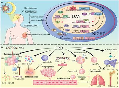 Circadian rhythms and breast cancer: unraveling the biological clock’s role in tumor microenvironment and ageing